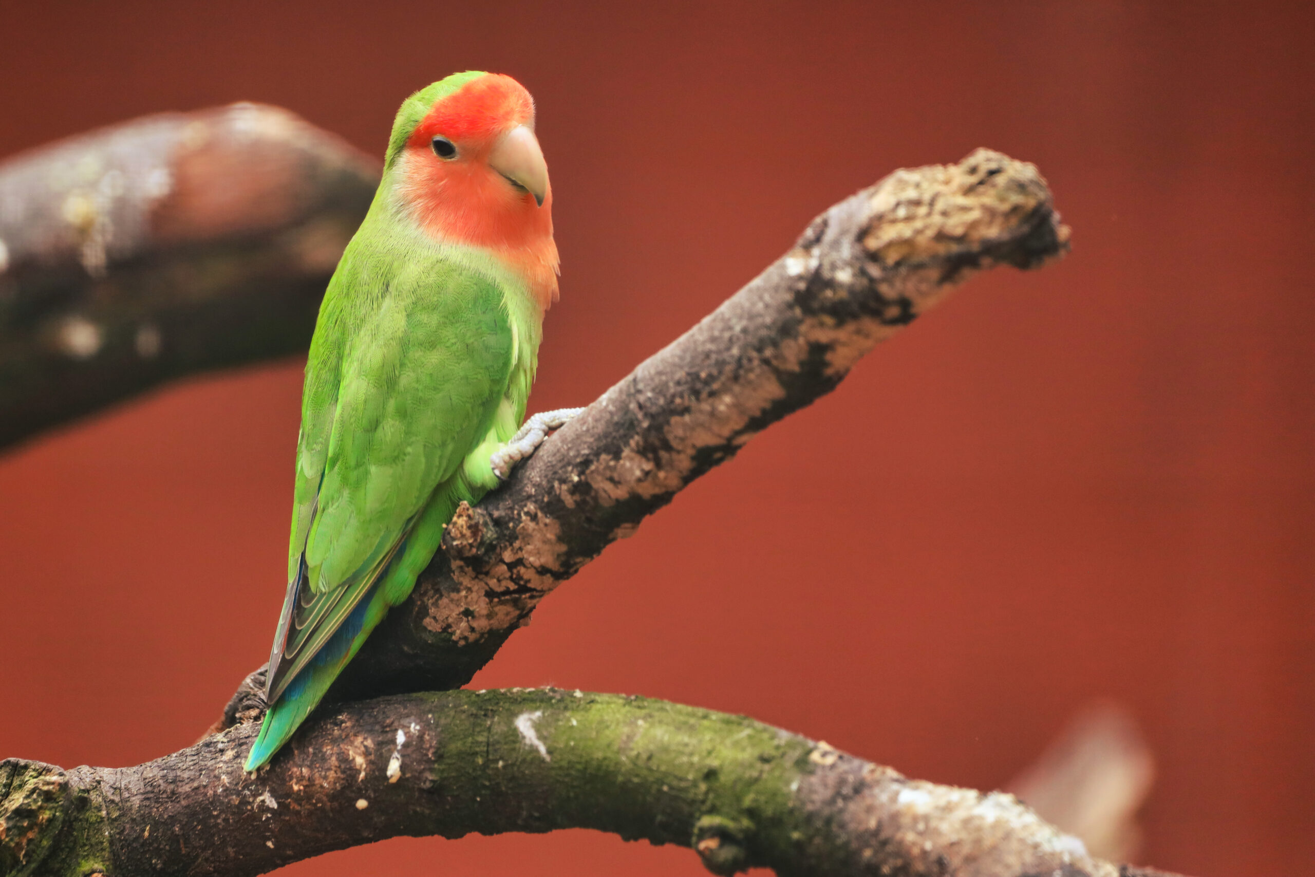 Beautiful bird staring at the lens