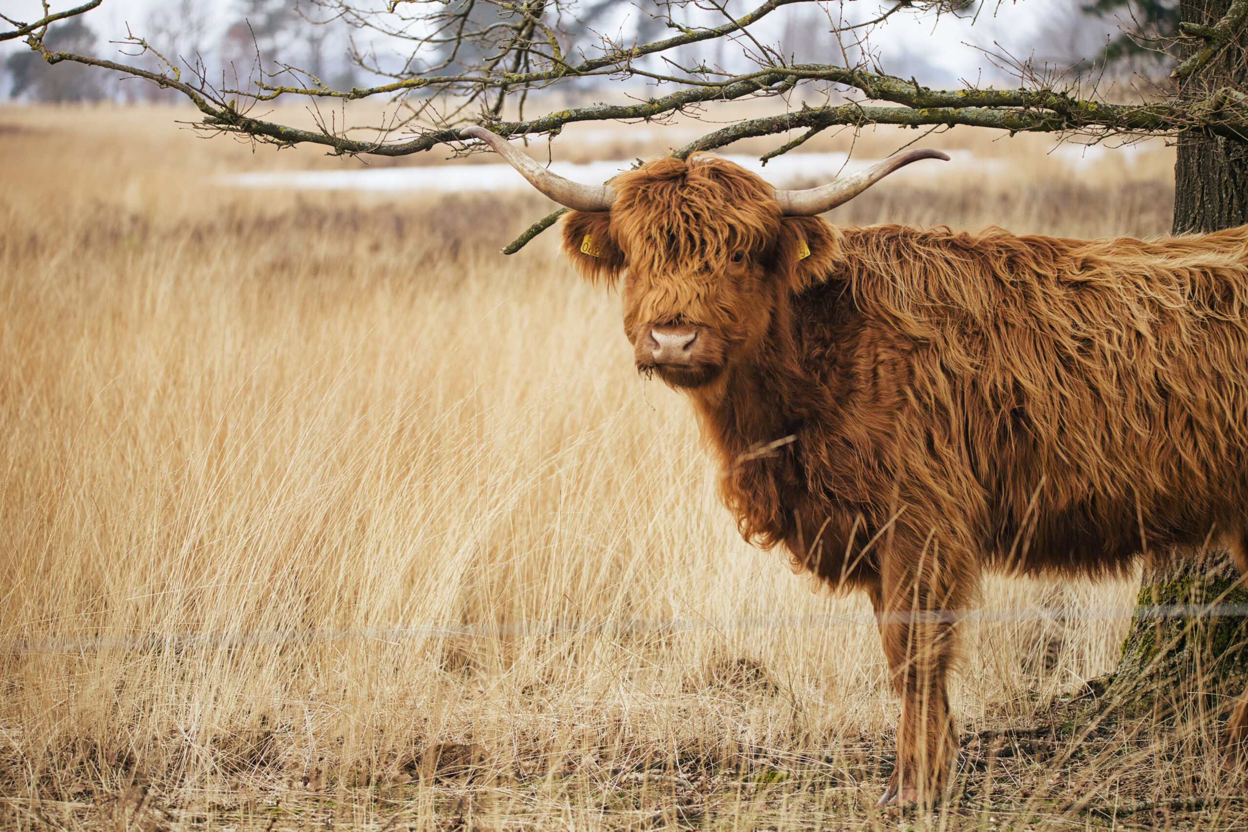 Wild cow in dutch forest