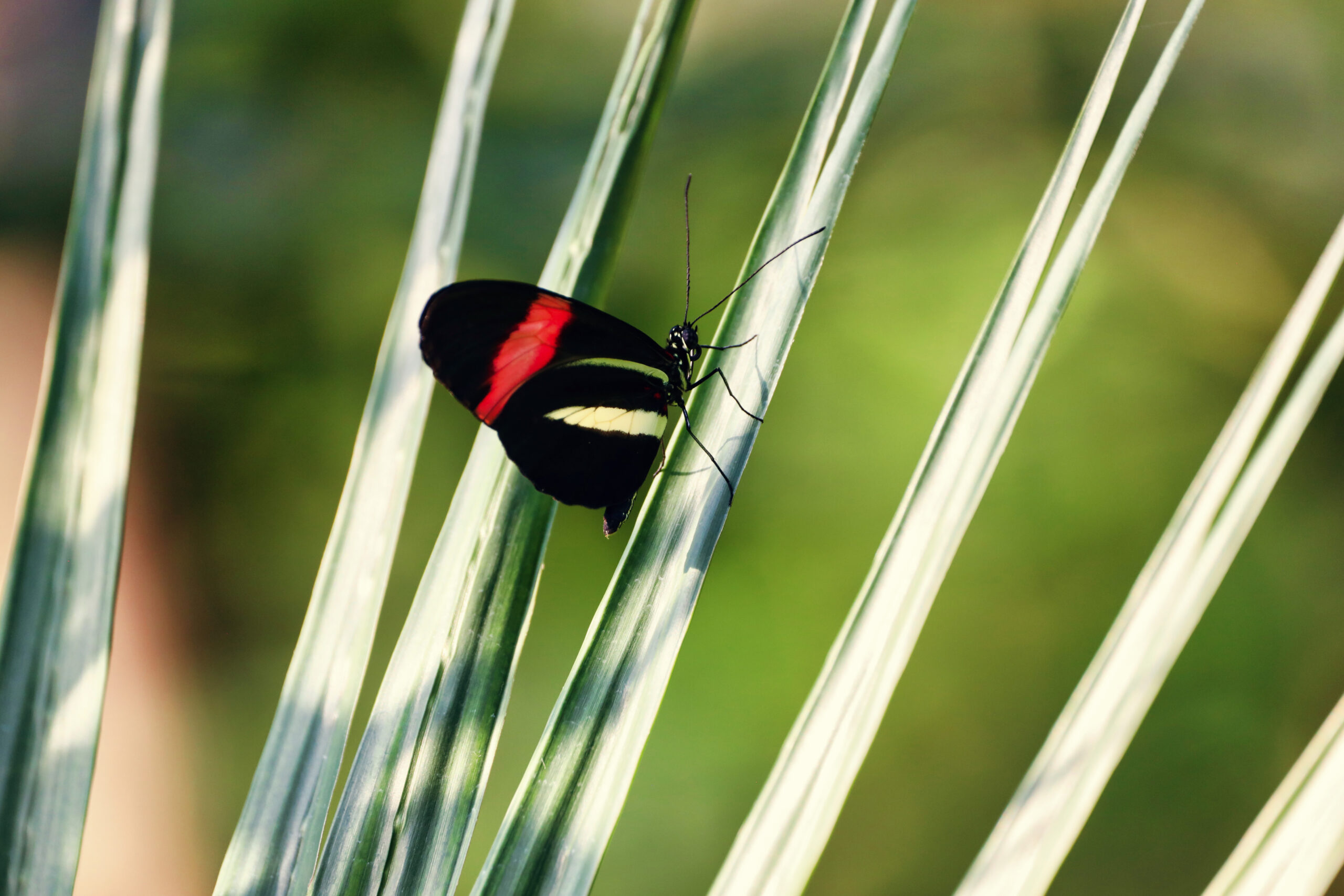 Beautiful tropical butterfly