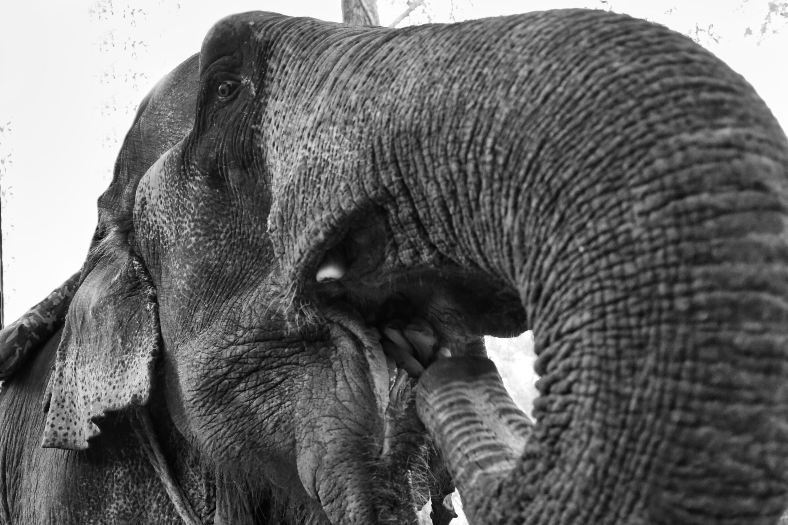 Asian Elephant enjoying banana