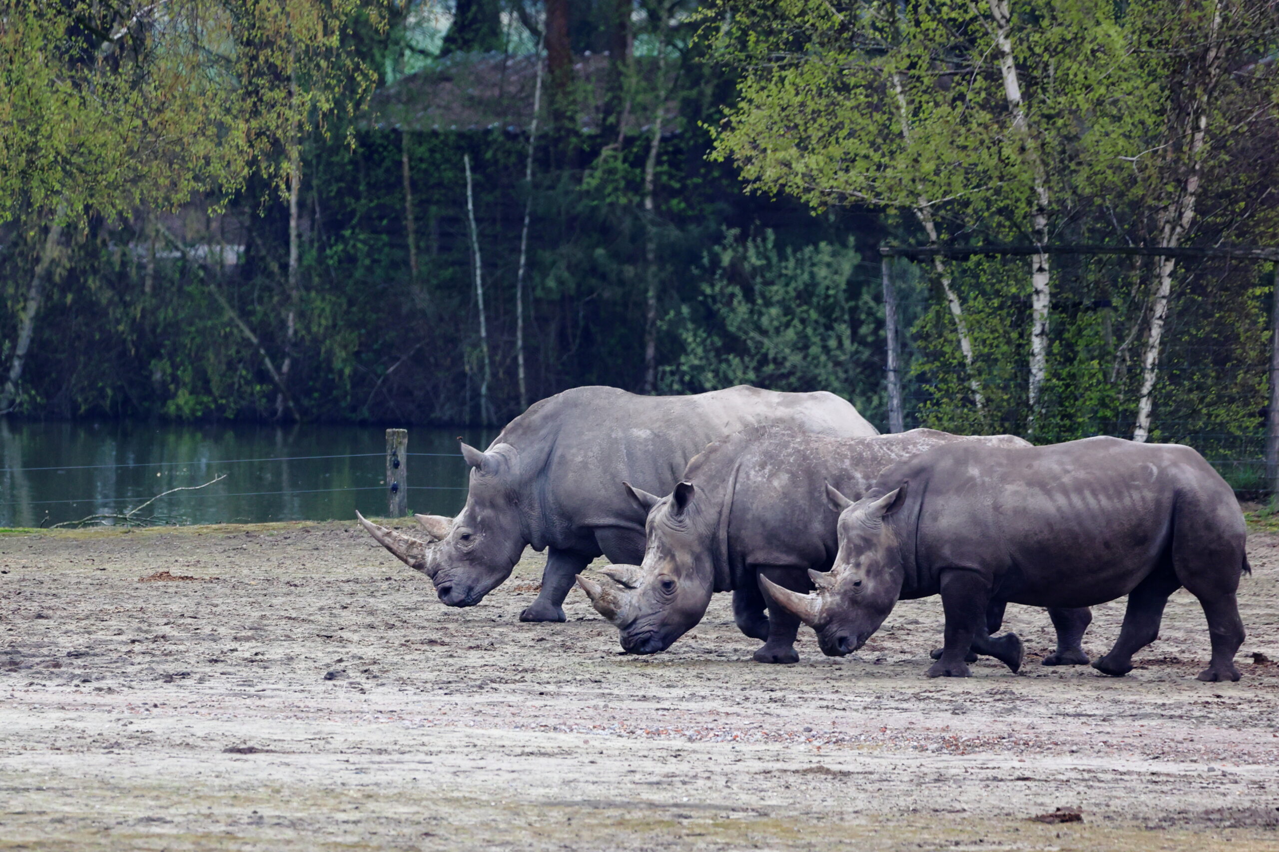 The Majesty of Rhinos: A Stunning Photo of Three Rhinos in Formation
