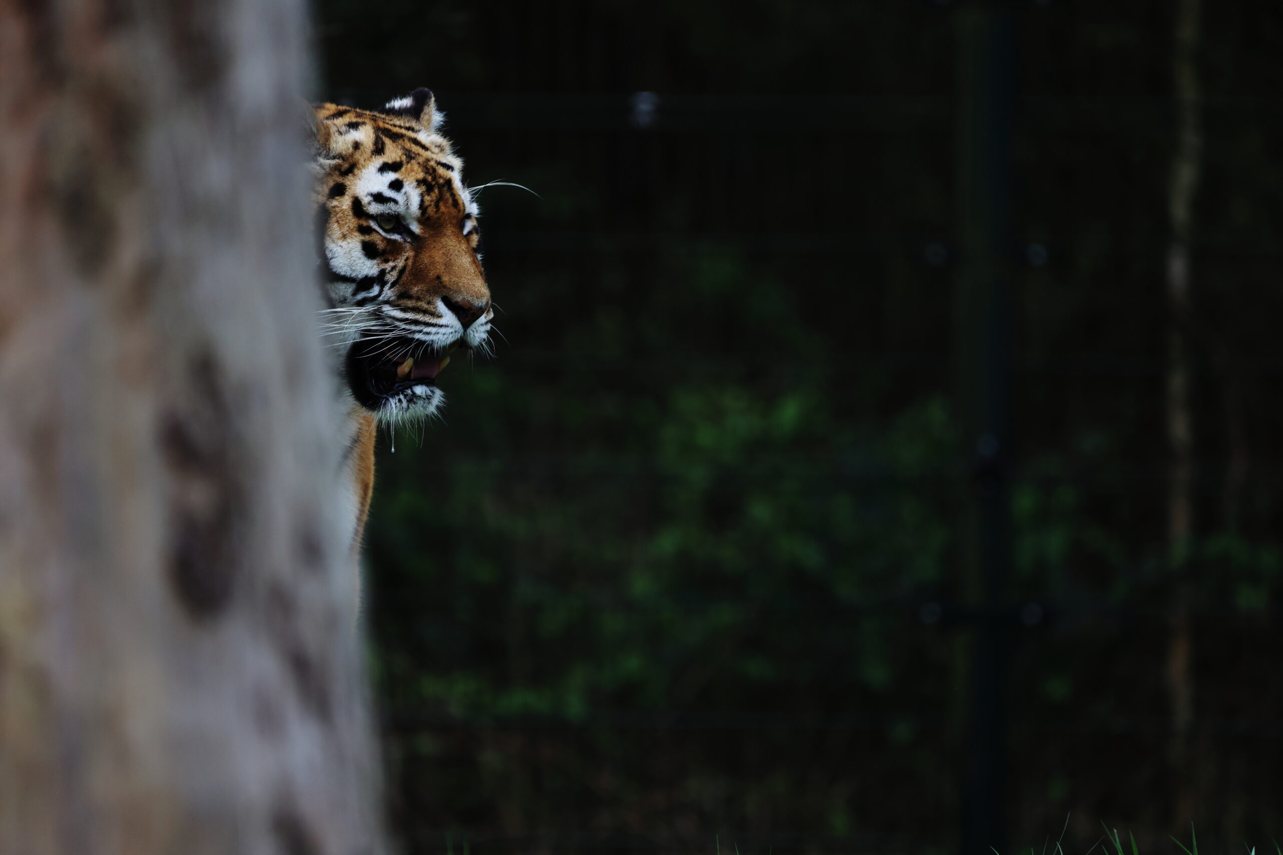The Curious Beauty of Tigers: A Stunning Photo of a Tiger Peeking from Behind a Tree