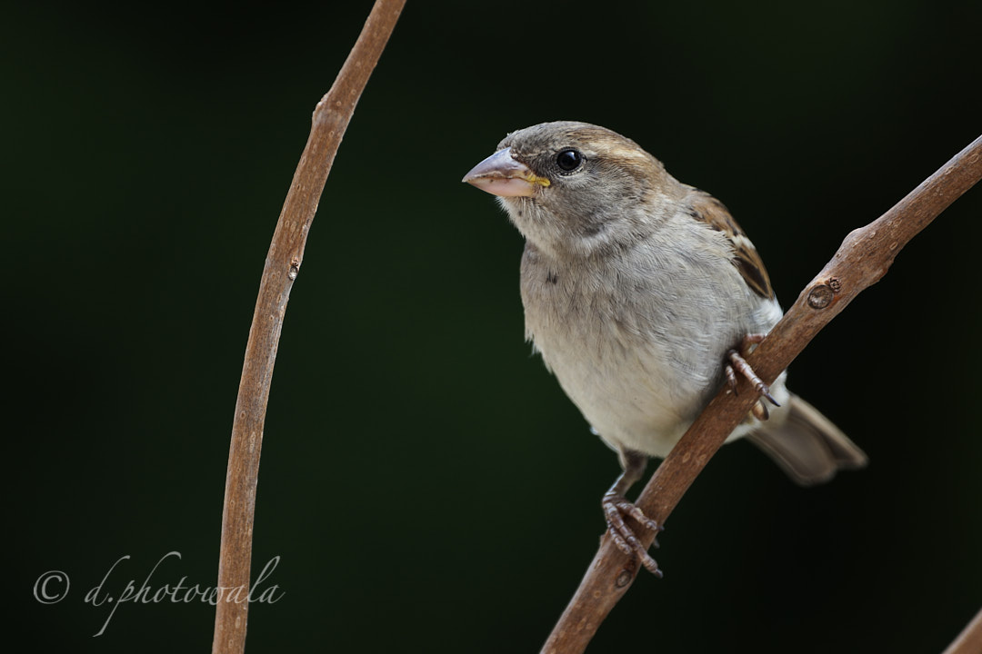 Whispering Wings: Capturing the Grace of a Perched Sparrow