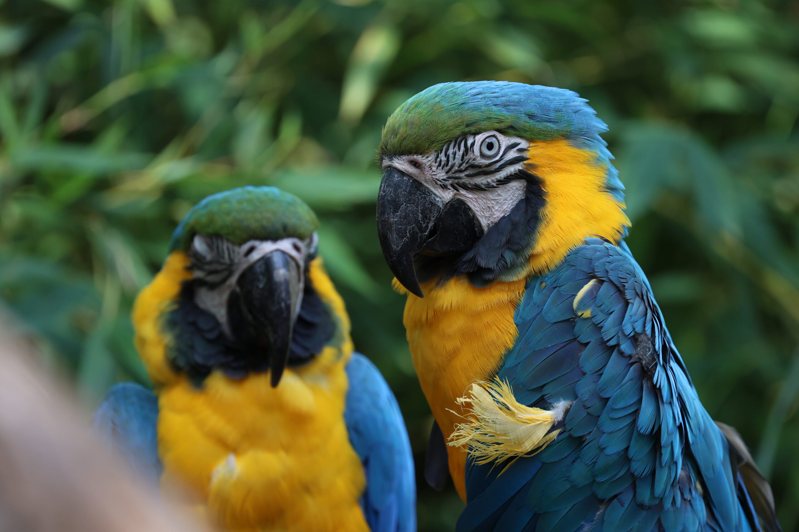 A Duo of Colors: Macaw Parrots in Harmony