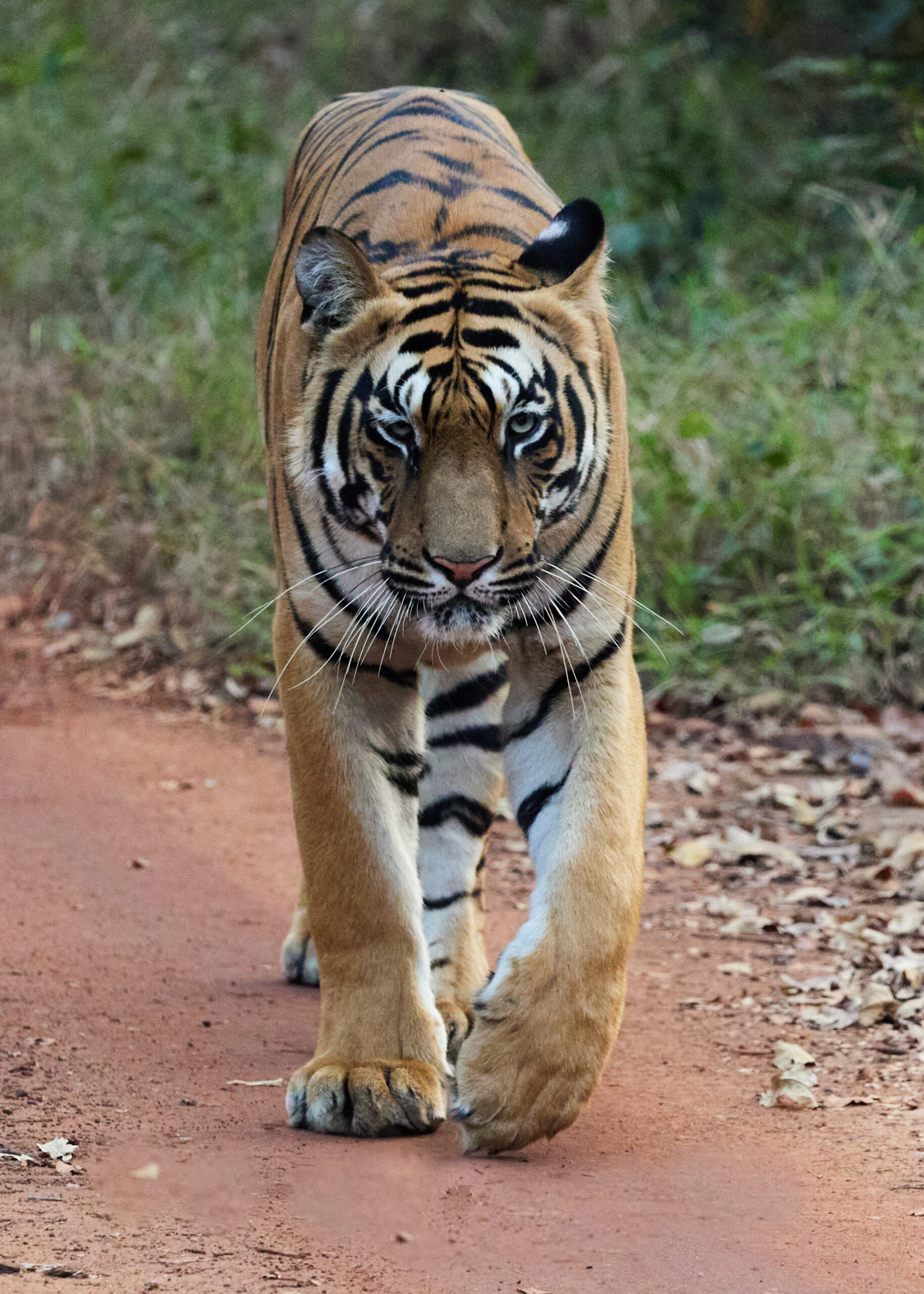 Balya – The Young Prince of Tadoba